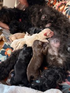 CLEMENTINE PUPS