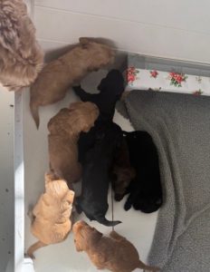 PIPER PUPS